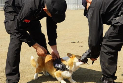 警犬训练视频,从基础到实战的蜕变之旅
