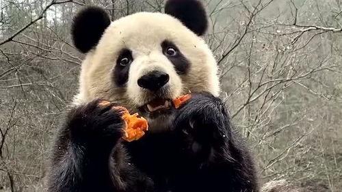 熊猫娱乐吃瓜酱  第2张