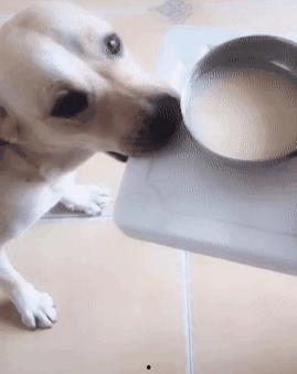 女人与狗性交视频 第2张 女人与狗性交视频 第2张